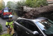 La letra pequeña del seguro de tu coche: Cómo saber si cubre daños por caídas de árboles