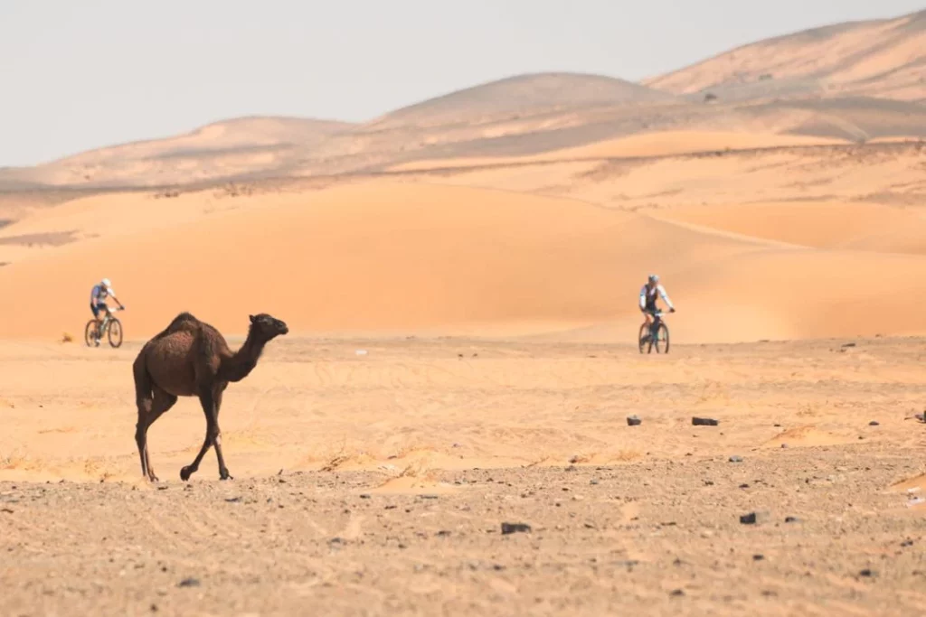 Skoda Titan Desert Morocco8 Motor16