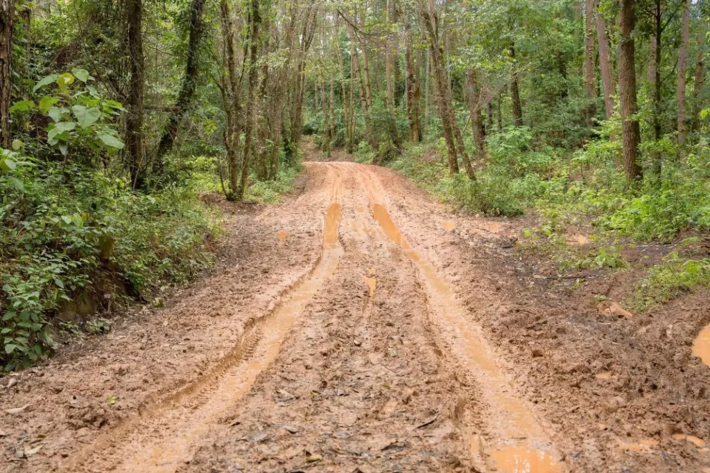 Camino barro bosque montana tierra Motor16